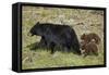 Black Bear (Ursus americanus) sow and two chocolate cubs-of-the-year, Yellowstone National Park, Wy-James Hager-Framed Stretched Canvas