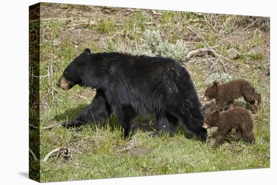 Black Bear (Ursus americanus) sow and two chocolate cubs-of-the-year, Yellowstone National Park, Wy-James Hager-Stretched Canvas
