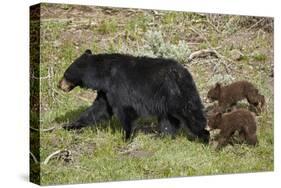 Black Bear (Ursus americanus) sow and two chocolate cubs-of-the-year, Yellowstone National Park, Wy-James Hager-Stretched Canvas