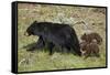 Black Bear (Ursus americanus) sow and two chocolate cubs-of-the-year, Yellowstone National Park, Wy-James Hager-Framed Stretched Canvas