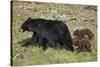 Black Bear (Ursus americanus) sow and two chocolate cubs-of-the-year, Yellowstone National Park, Wy-James Hager-Stretched Canvas