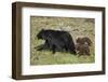 Black Bear (Ursus americanus) sow and two chocolate cubs-of-the-year, Yellowstone National Park, Wy-James Hager-Framed Photographic Print