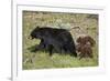 Black Bear (Ursus americanus) sow and two chocolate cubs-of-the-year, Yellowstone National Park, Wy-James Hager-Framed Photographic Print