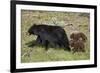 Black Bear (Ursus americanus) sow and two chocolate cubs-of-the-year, Yellowstone National Park, Wy-James Hager-Framed Photographic Print