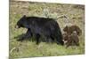Black Bear (Ursus americanus) sow and two chocolate cubs-of-the-year, Yellowstone National Park, Wy-James Hager-Mounted Photographic Print