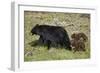 Black Bear (Ursus americanus) sow and two chocolate cubs-of-the-year, Yellowstone National Park, Wy-James Hager-Framed Photographic Print