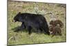 Black Bear (Ursus americanus) sow and two chocolate cubs-of-the-year, Yellowstone National Park, Wy-James Hager-Mounted Photographic Print