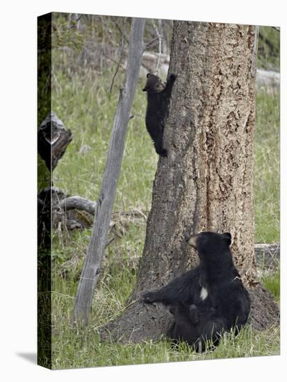 Black Bear (Ursus Americanus) Sow and Two Cubs-Of-The-Year, Yellowstone Nat'l Park, Wyoming, USA-James Hager-Stretched Canvas