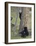 Black Bear (Ursus Americanus) Sow and Two Cubs-Of-The-Year, Yellowstone Nat'l Park, Wyoming, USA-James Hager-Framed Photographic Print