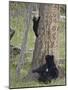 Black Bear (Ursus Americanus) Sow and Two Cubs-Of-The-Year, Yellowstone Nat'l Park, Wyoming, USA-James Hager-Mounted Photographic Print