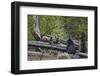 Black Bear (Ursus Americanus) Sow and Two Yearling Cubs-James Hager-Framed Photographic Print