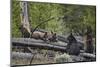 Black Bear (Ursus Americanus) Sow and Two Yearling Cubs-James Hager-Mounted Photographic Print