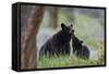 Black Bear (Ursus Americanus), Sow and Yearling Cub, Yellowstone National Park, Wyoming, U.S.A.-James Hager-Framed Stretched Canvas