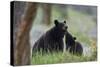 Black Bear (Ursus Americanus), Sow and Yearling Cub, Yellowstone National Park, Wyoming, U.S.A.-James Hager-Stretched Canvas