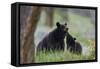 Black Bear (Ursus Americanus), Sow and Yearling Cub, Yellowstone National Park, Wyoming, U.S.A.-James Hager-Framed Stretched Canvas