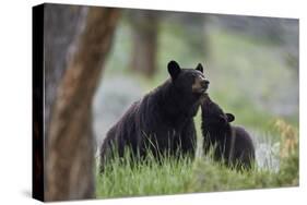 Black Bear (Ursus Americanus), Sow and Yearling Cub, Yellowstone National Park, Wyoming, U.S.A.-James Hager-Stretched Canvas