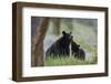 Black Bear (Ursus Americanus), Sow and Yearling Cub, Yellowstone National Park, Wyoming, U.S.A.-James Hager-Framed Photographic Print