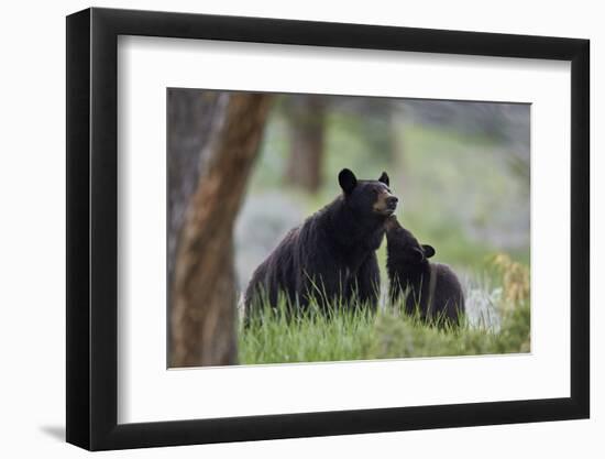 Black Bear (Ursus Americanus), Sow and Yearling Cub, Yellowstone National Park, Wyoming, U.S.A.-James Hager-Framed Photographic Print