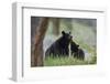 Black Bear (Ursus Americanus), Sow and Yearling Cub, Yellowstone National Park, Wyoming, U.S.A.-James Hager-Framed Photographic Print