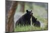 Black Bear (Ursus Americanus), Sow and Yearling Cub, Yellowstone National Park, Wyoming, U.S.A.-James Hager-Mounted Photographic Print