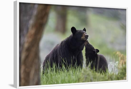 Black Bear (Ursus Americanus), Sow and Yearling Cub, Yellowstone National Park, Wyoming, U.S.A.-James Hager-Framed Photographic Print