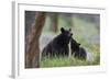 Black Bear (Ursus Americanus), Sow and Yearling Cub, Yellowstone National Park, Wyoming, U.S.A.-James Hager-Framed Photographic Print