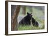 Black Bear (Ursus Americanus), Sow and Yearling Cub, Yellowstone National Park, Wyoming, U.S.A.-James Hager-Framed Photographic Print