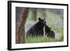 Black Bear (Ursus Americanus), Sow and Yearling Cub, Yellowstone National Park, Wyoming, U.S.A.-James Hager-Framed Photographic Print