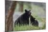 Black Bear (Ursus Americanus), Sow and Yearling Cub, Yellowstone National Park, Wyoming, U.S.A.-James Hager-Mounted Photographic Print