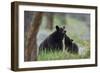 Black Bear (Ursus Americanus), Sow and Yearling Cub, Yellowstone National Park, Wyoming, U.S.A.-James Hager-Framed Photographic Print