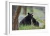 Black Bear (Ursus Americanus), Sow and Yearling Cub, Yellowstone National Park, Wyoming, U.S.A.-James Hager-Framed Photographic Print