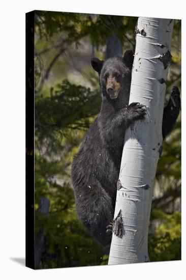 Black Bear (Ursus Americanus) Sow Climbing a Tree-James-Stretched Canvas