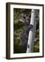 Black Bear (Ursus Americanus) Sow Climbing a Tree-James-Framed Photographic Print