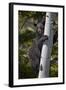 Black Bear (Ursus Americanus) Sow Climbing a Tree-James-Framed Photographic Print