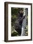 Black Bear (Ursus Americanus) Sow Climbing a Tree-James Hager-Framed Photographic Print