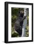 Black Bear (Ursus Americanus) Sow Climbing a Tree-James Hager-Framed Photographic Print