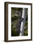 Black Bear (Ursus Americanus) Sow Climbing a Tree-James-Framed Photographic Print