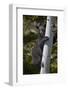 Black Bear (Ursus Americanus) Sow Climbing a Tree-James-Framed Photographic Print