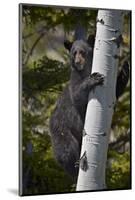 Black Bear (Ursus Americanus) Sow Climbing a Tree-James-Mounted Photographic Print