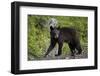 Black Bear (Ursus Americanus) Yearling Cub-James Hager-Framed Photographic Print