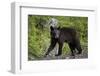 Black Bear (Ursus Americanus) Yearling Cub-James Hager-Framed Photographic Print