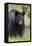 Black Bear (Ursus Americanus), Yellowstone National Park, Wyoming, United States of America-James Hager-Framed Stretched Canvas