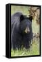 Black Bear (Ursus Americanus), Yellowstone National Park, Wyoming, United States of America-James Hager-Framed Stretched Canvas