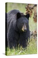 Black Bear (Ursus Americanus), Yellowstone National Park, Wyoming, United States of America-James Hager-Stretched Canvas