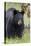 Black Bear (Ursus Americanus), Yellowstone National Park, Wyoming, United States of America-James Hager-Stretched Canvas