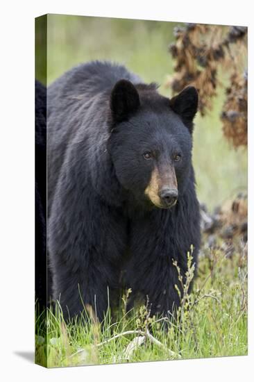 Black Bear (Ursus Americanus), Yellowstone National Park, Wyoming, United States of America-James Hager-Stretched Canvas