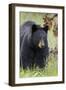 Black Bear (Ursus Americanus), Yellowstone National Park, Wyoming, United States of America-James Hager-Framed Photographic Print