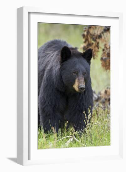 Black Bear (Ursus Americanus), Yellowstone National Park, Wyoming, United States of America-James Hager-Framed Photographic Print