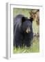 Black Bear (Ursus Americanus), Yellowstone National Park, Wyoming, United States of America-James Hager-Framed Photographic Print