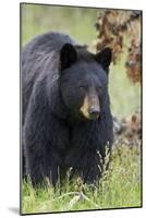 Black Bear (Ursus Americanus), Yellowstone National Park, Wyoming, United States of America-James Hager-Mounted Photographic Print